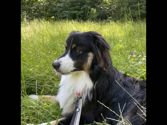 Sitter Profile Image: Emilia 