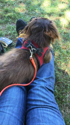Sitter Profile Image: Powell 