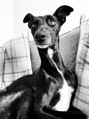 Sitter Profile Image: Louise 