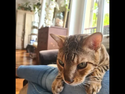 Sitter Profile Image: Miz 