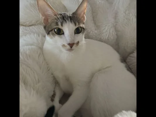 Owner Image