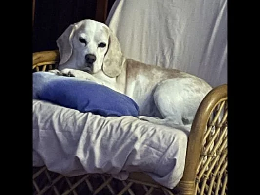 Owner Image
