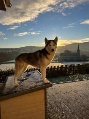 Owner Image