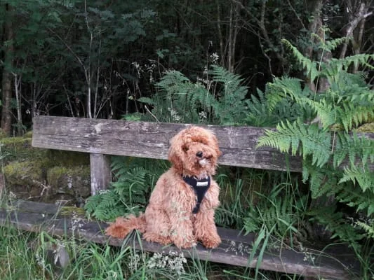 Sitter Profile Image: June 