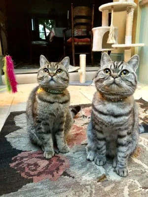 Sitter Profile Image: Remedios & Pepe 