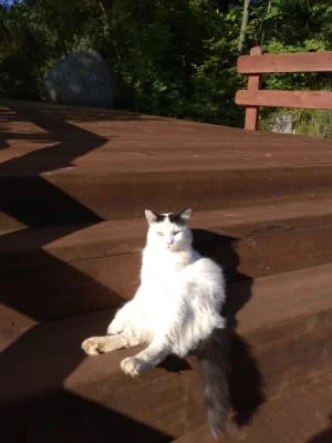 Sitter Profile Image: Sammy 