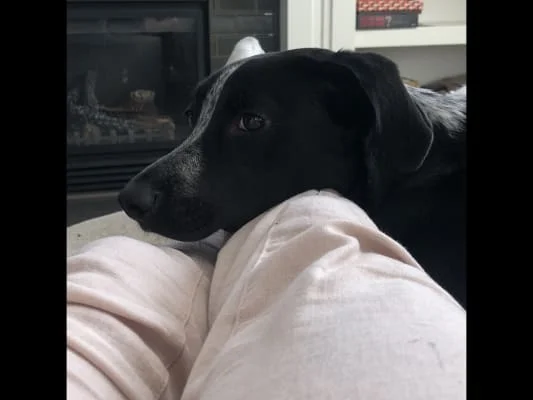 Sitter Profile Image: Molly 