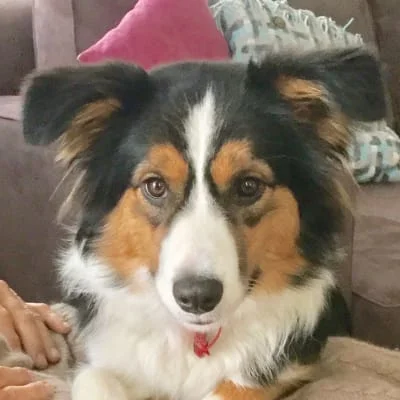 Owner Image