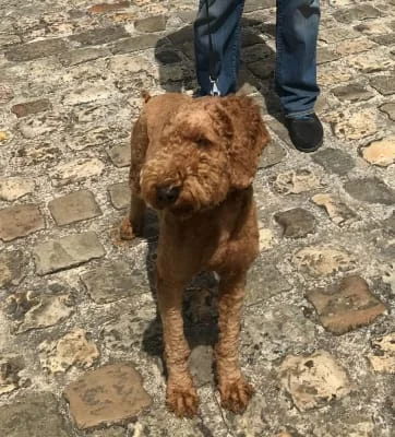 Owner Image
