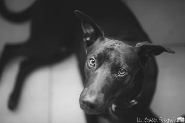 Sitter Profile Image: Emiliano 