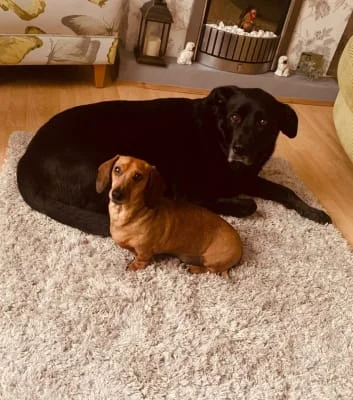 Sitter Profile Image: Jack & Clive 