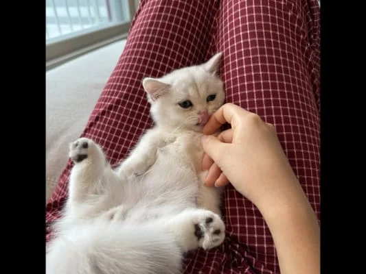 Sitter Profile Image: Chaeryeong 