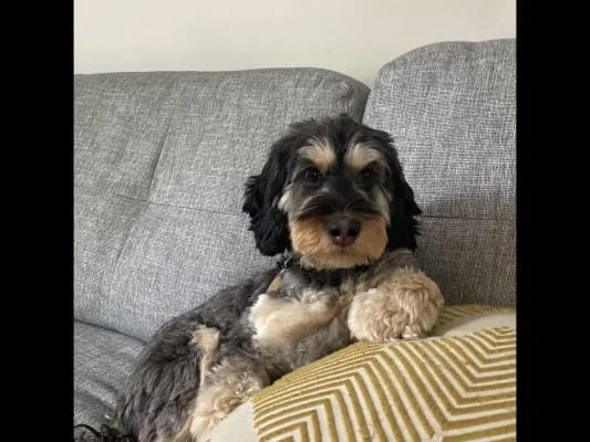 Sitter Profile Image: Emilia 