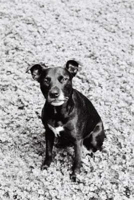 Sitter Profile Image: Harriette 