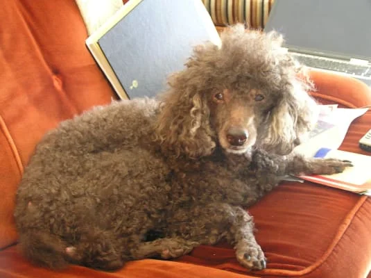 Sitter Profile Image: Liduine 