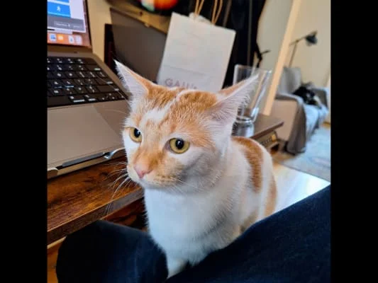 Sitter Profile Image: Ching 
