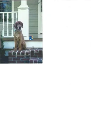 Sitter Profile Image: George 