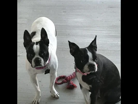 Sitter Profile Image: Brenda Lee 