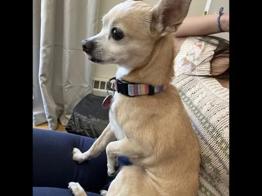 Sitter Profile Image: Valentina 