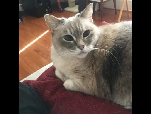 Sitter Profile Image: Taleb 