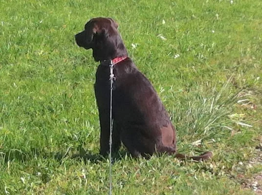 Sitter Profile Image: Arno 