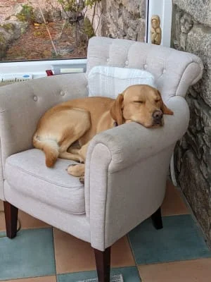 Owner Image