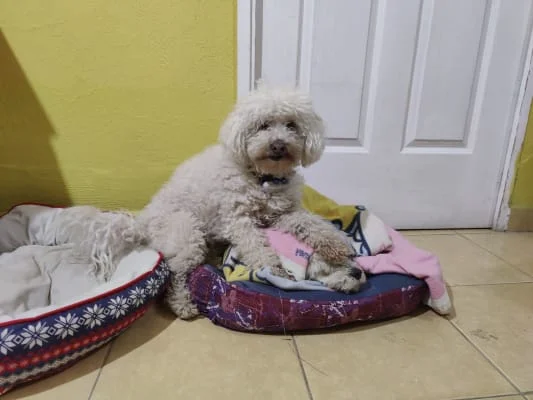 Sitter Profile Image: Juan Antonio 
