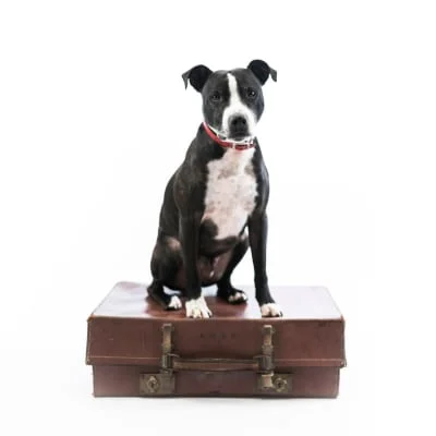 Owner Image