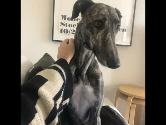 Sitter Profile Image: Jack 