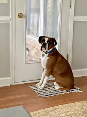 Sitter Profile Image: Butch 