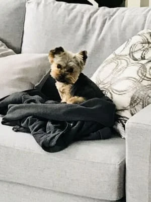 Sitter Profile Image: Brenda Lee 