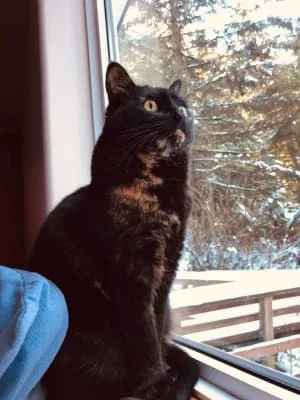 Sitter Profile Image: Karma 