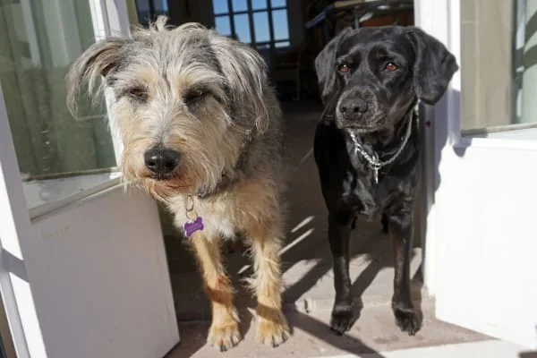 Sitter Profile Image: Toni Tye & Lee 