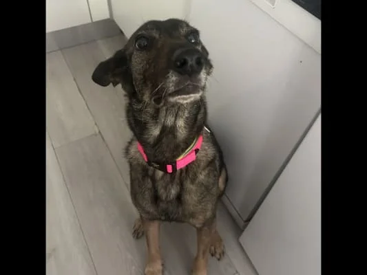 Sitter Profile Image: Poppy 