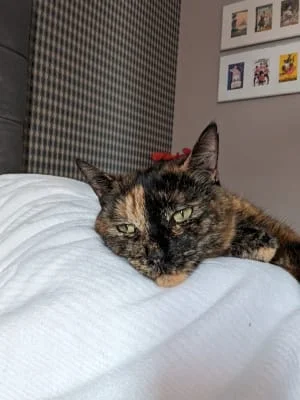 Sitter Profile Image: Cat 