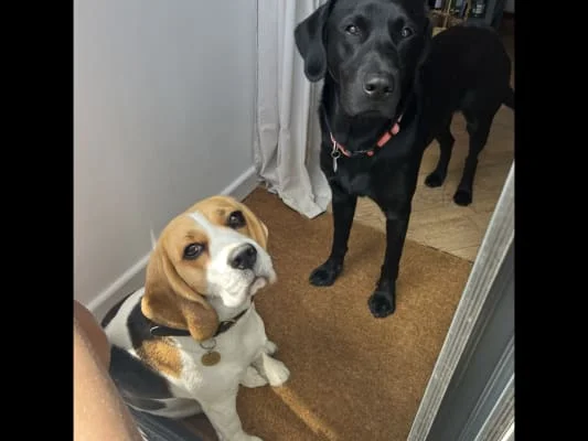 Sitter Profile Image: Rose & Hugo 