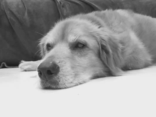 Sitter Profile Image: Darcy 