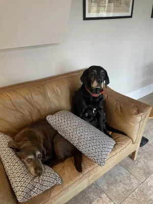 Sitter Profile Image: Scarlett & George 