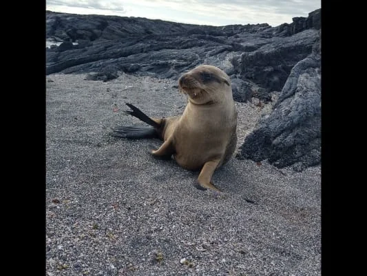 Sitter Profile Image: Noaa 
