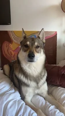 Sitter Profile Image: Gin 