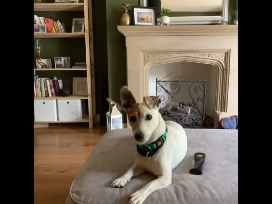Sitter Profile Image: Pippa 