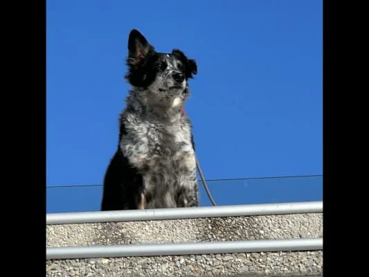 Sitter Profile Image: Lucinda 