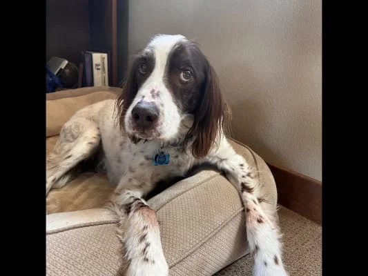 Sitter Profile Image: Pepper 