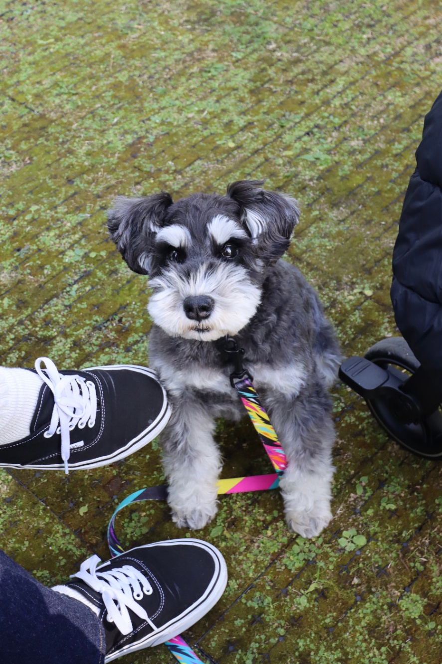 静止画だとかわいい犬