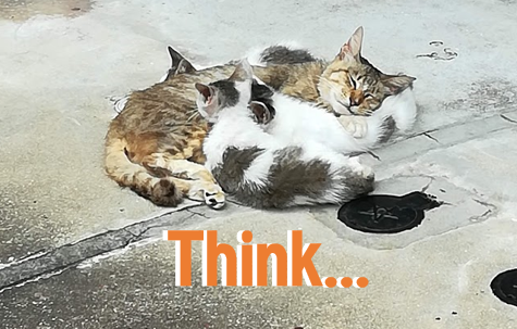 think_neko