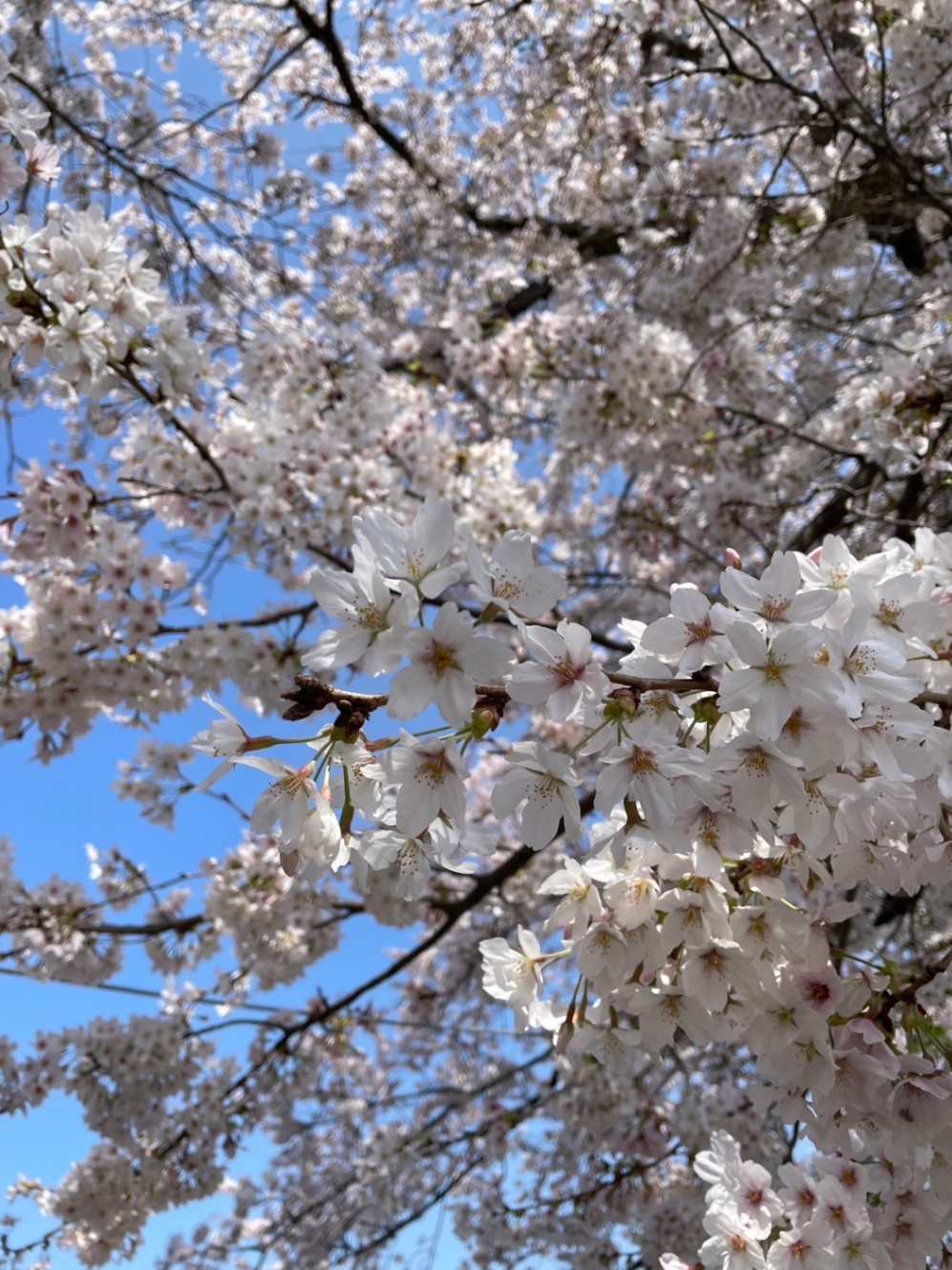 背景の青空を埋め尽くすほどに満開に咲いた淡いピンク色の桜。