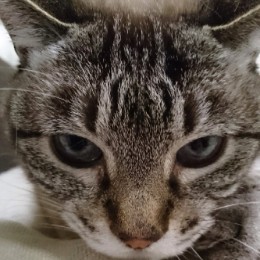 sasaki