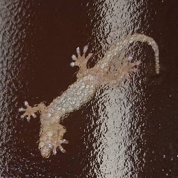 きんばけ