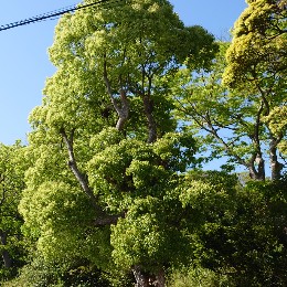 アムリタ