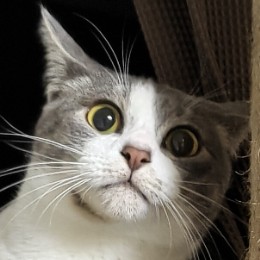 ハヤシダ